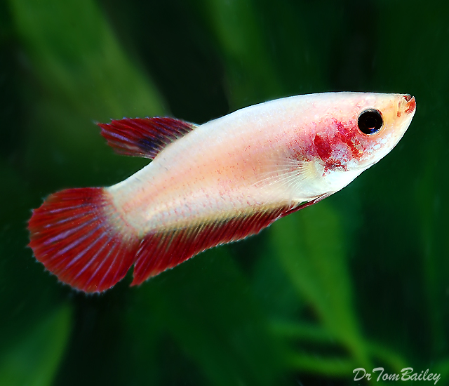 Baby female hot sale betta